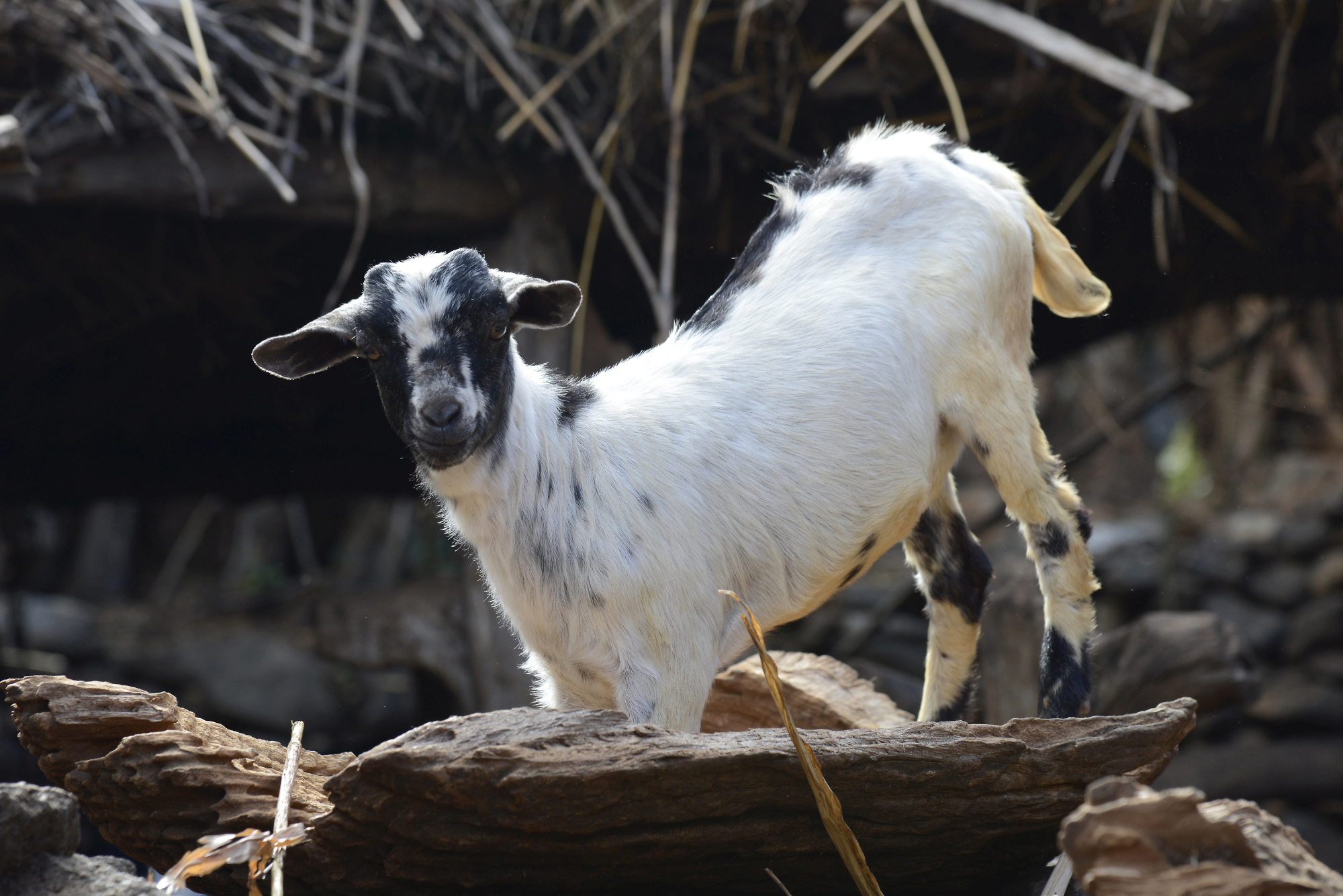 Goats for Sale - Healthy Livestock