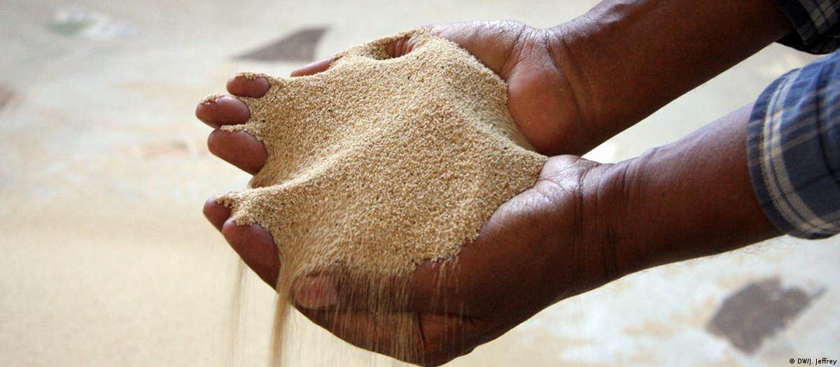 Teff (used for injera)